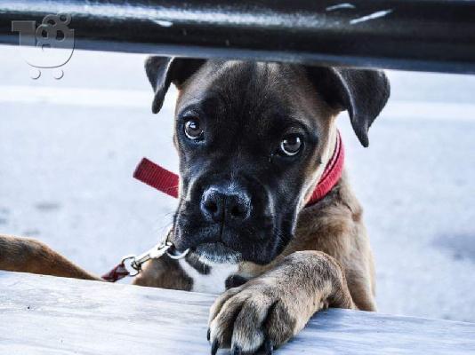 PoulaTo: Πωλείται boxer