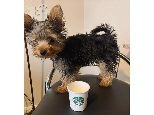 Yorkie terrier