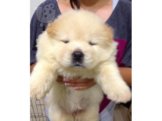 PoulaTo: Chow Chow