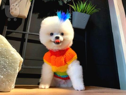 PoulaTo: Χαριτωμένα κουτάβια Pomeranian