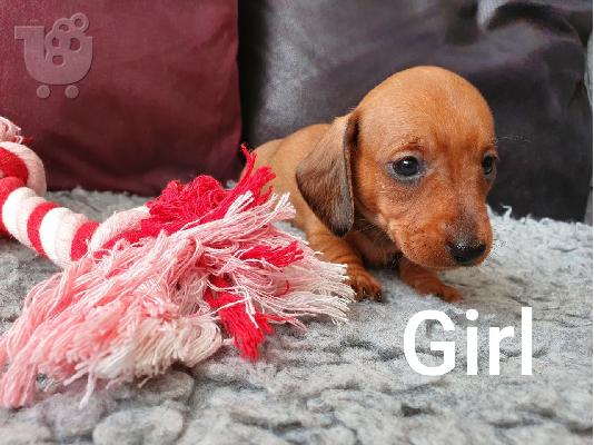 Μίνι Dachshunds