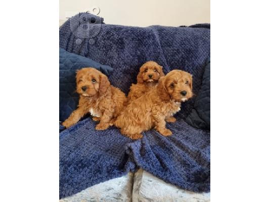 PoulaTo: Κουτάβια Cavapoo για υιοθεσία