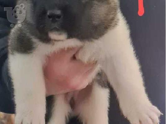 PoulaTo: ΔΙΑΘΕΣΙΜΟ ΠΟΛΥ ΚΑΛΥΤΕΡΟ AKITA PUPPY
