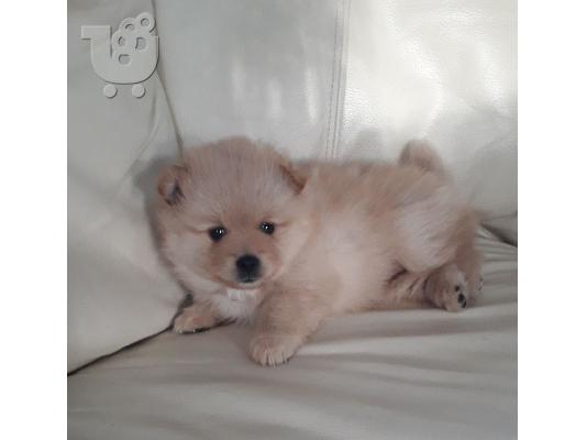 PoulaTo: Beautiful Pomeranian Puppies