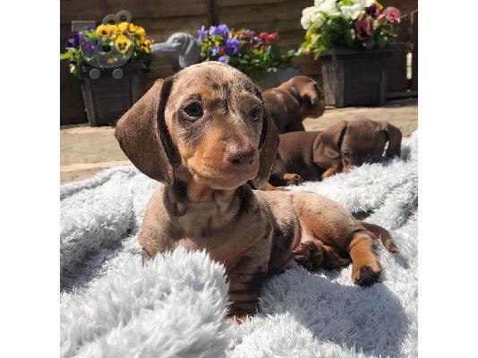 PoulaTo: ΣΚΥΛΟΣ DACHSHUND