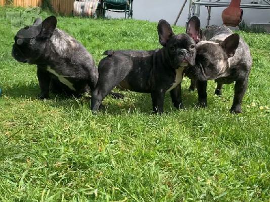 PoulaTo: κουτάβια σκυλιών frenchbull