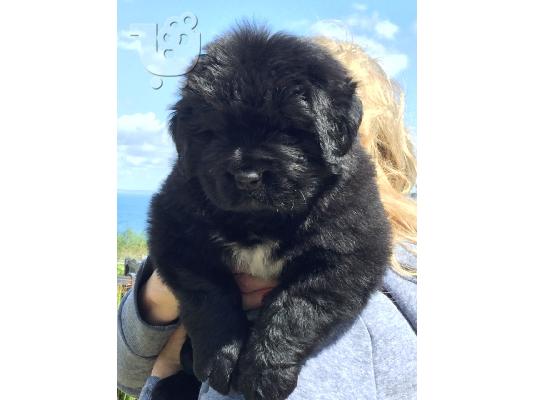 Τα κουτάβια Newfoundland είναι τώρα διαθέσιμα.