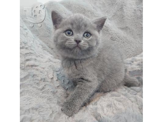 Καταχωρήθηκε όμορφη γάτα shorthair