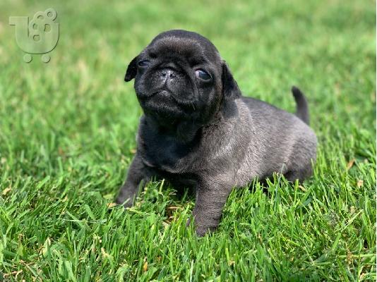 Koutávia Kc Pugs