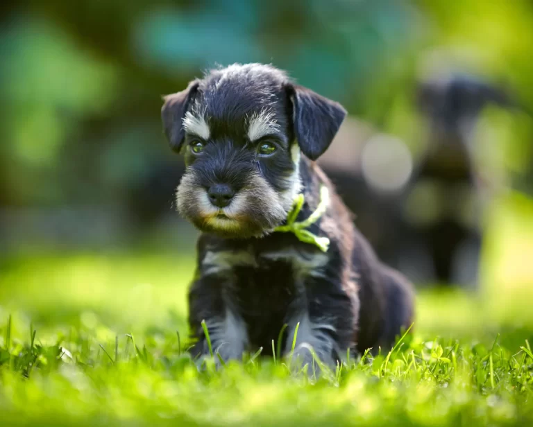 PoulaTo: Schnauzer mini - Σνάουτσερ μινι