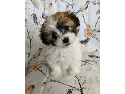 PoulaTo: κουταβια shih_tzu.Viber +63 962-625-6424