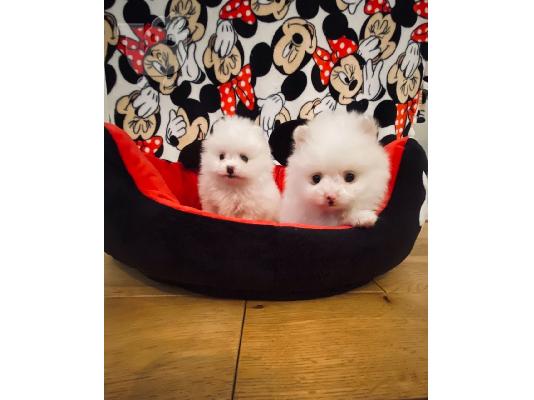 PoulaTo: Boo Mini Pomeranian