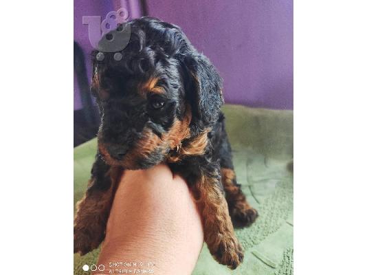 PoulaTo: Κουτάβια Poodle