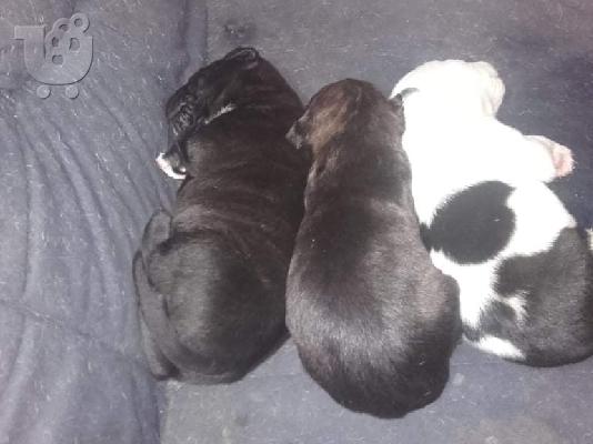 pit bull arabai aziat
