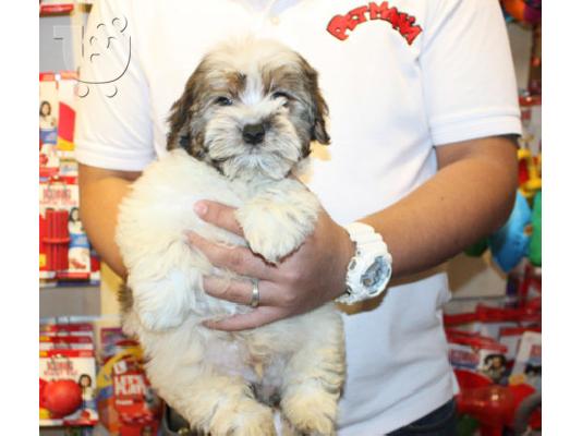PoulaTo: Ανδρικά και θηλυκά κουτάβια Shih tzu