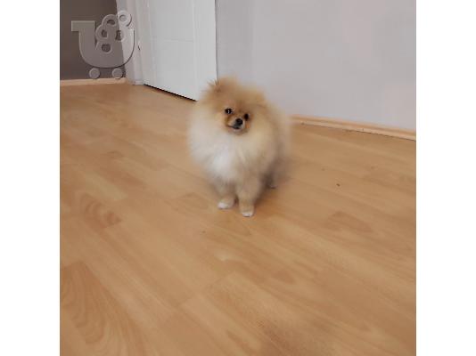 Pomeranian ΟΜΟΡΦΑ κουτάβια