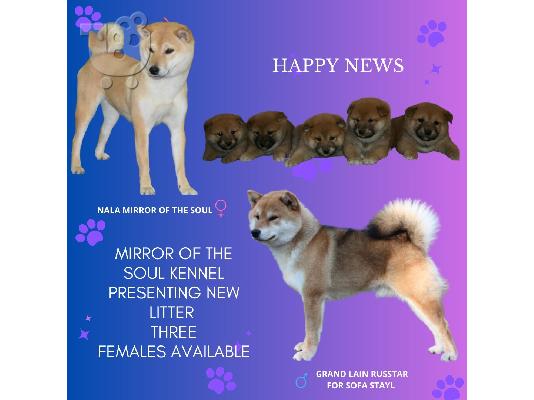 Shiba Inu κουτάβια προς πώληση