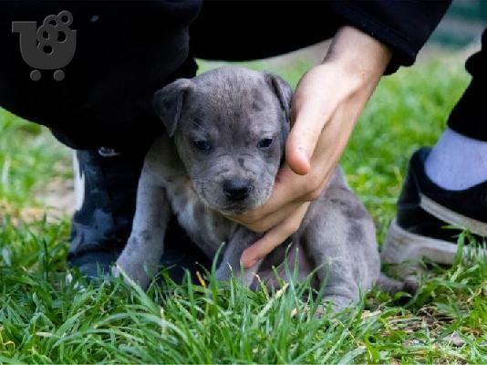 PitBull Terrier κουτάβια