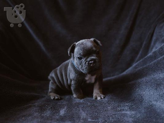 Γαλλικά BullDog κουτάβια