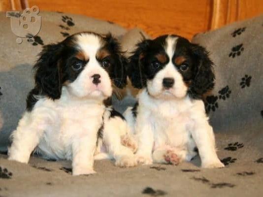 PoulaTo: Όμορφα κουτάβια Cavalier King Charles Spaniel για καλό σπίτι