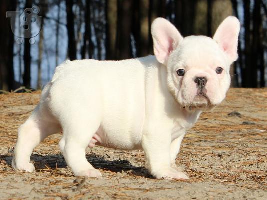PoulaTo: French bulldog