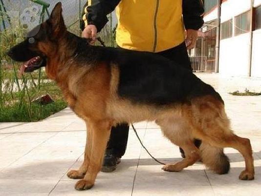 PoulaTo: German Shepherd Καθαροαιμα κουτάβια ευκαιρία ΚΡΗΤΗ 6988190151