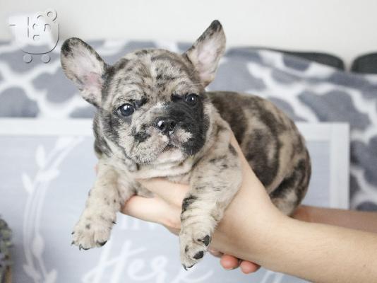 PoulaTo: French bulldog merle