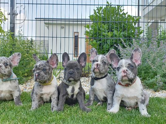 PoulaTo: French bulldog merle