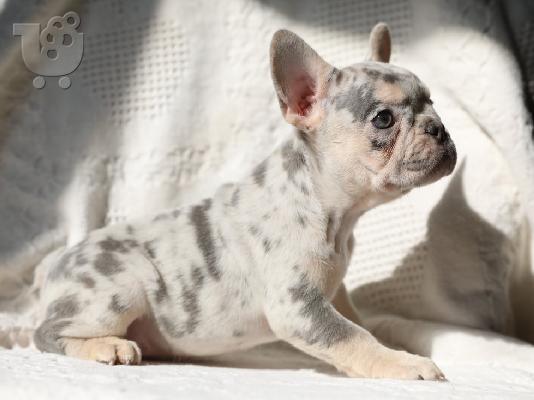 PoulaTo: French bulldog merle