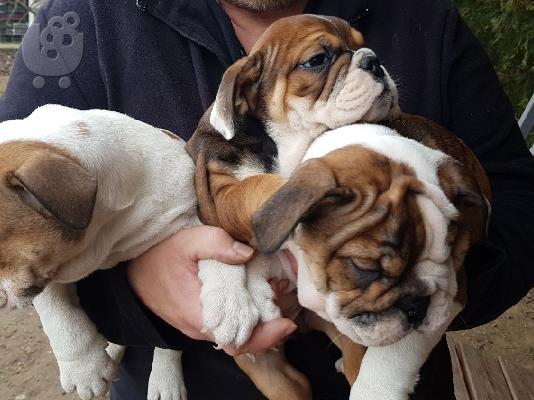PoulaTo: Κουτάβια AKC Cavapoo