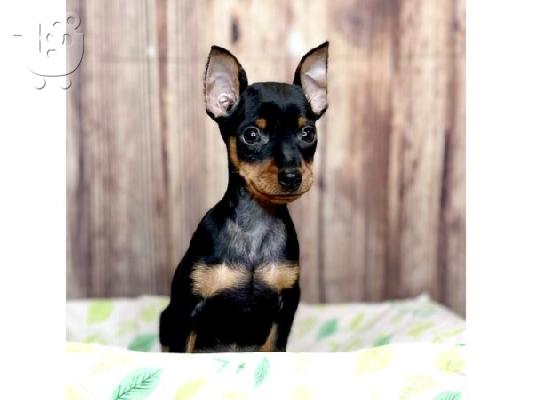 PoulaTo: Pinscher teacup