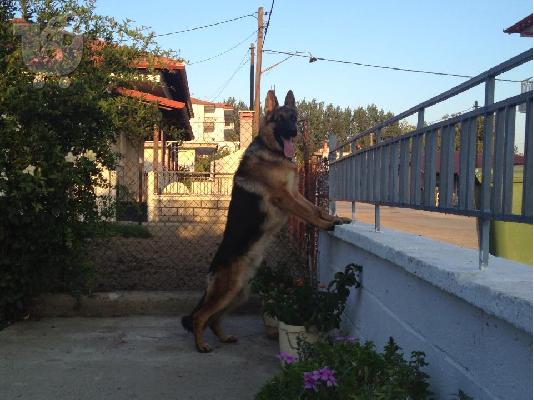 ΓΕΡΜΑΝΙΚΟΙ ΠΟΙΜΕΝΙΚΟΙ