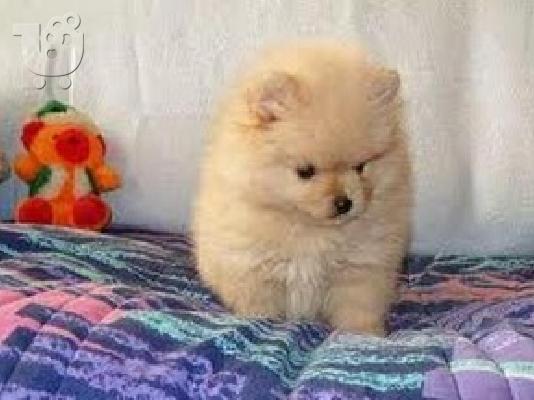 Κουτάβια Chow Chow διαθέσιμα.