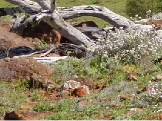Καθαρισμός Οικοπέδων Βουλιαγμένη 694 7329 435 Κάδοι Μπαζών Βουλιαγμένη Katharismos Oikoped...