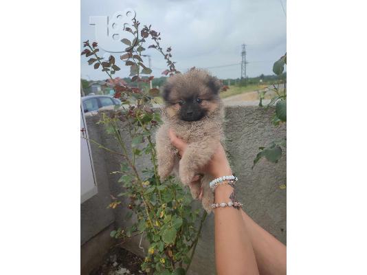 Pomeranian όμορφα κουτάβια