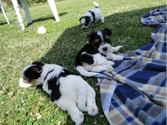 2 χαριτωμένο biewer yorkshire Terrier (αρσενικό και θηλυκό)
