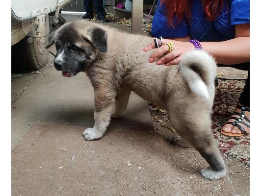 Muški i ženski Akitas kontaktirajte me putem (whatsapp 32460219218) ili (viber 23767957165...