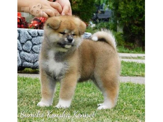 Ιαπωνικά κουτάβια Akita