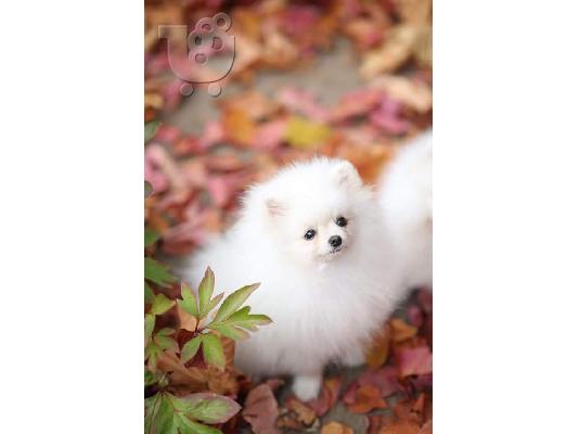 PoulaTo: Δύο φοβερά κουτάβια Pomeranian