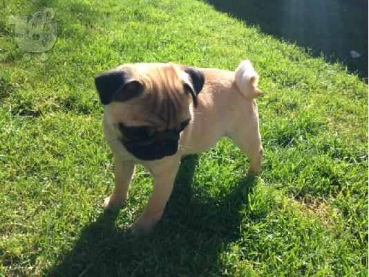 PoulaTo: Διαθέσιμα κουτάβια PUG