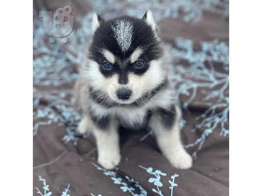 Λατρευτά κουτάβια Pomsky προς πώληση.