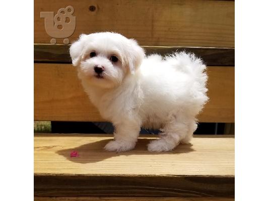 PoulaTo: Ανεκτίμητη γενεαλογία Maltese Puppy έτοιμο για υιοθεσία!