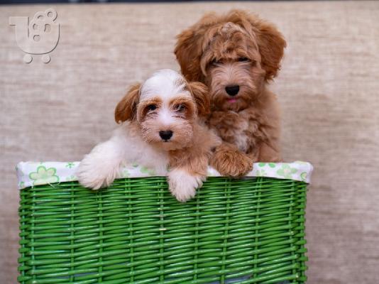 Havanese Bichon κουτάβια