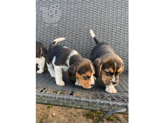 PoulaTo: Κουτάβια Beagle Tricolor/.
