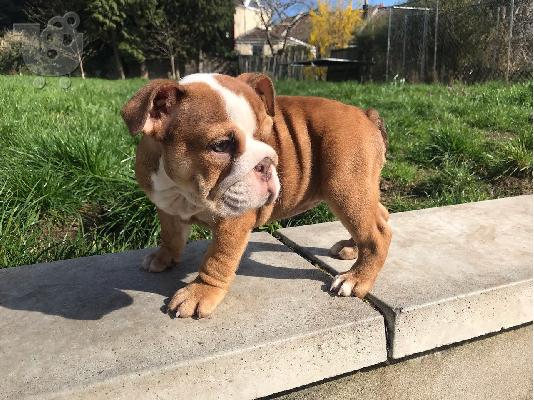 PoulaTo: Αγγλικά μπουλντόγκ για Rehoming