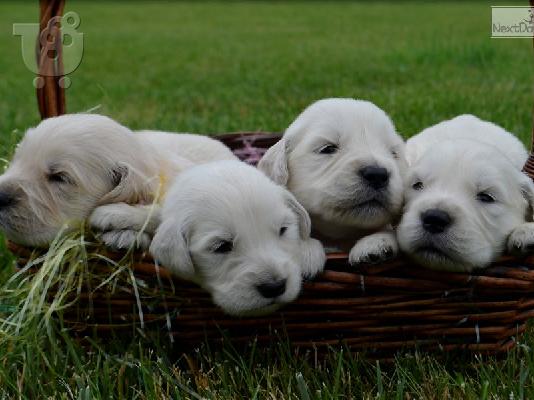 Όμορφα κουτάβια Golden Retriever προς πώληση