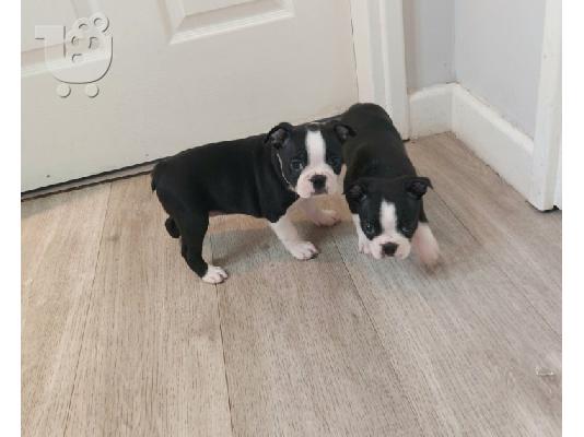 Κουτάβια Staffordshire Bull Terrier