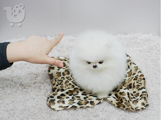 PoulaTo: Ευφυής Pomeranian Pups ** ΔΩΡΕΑΝ ** Εγκρίθηκε