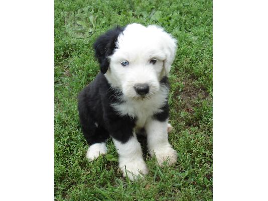 PoulaTo: Bobtail