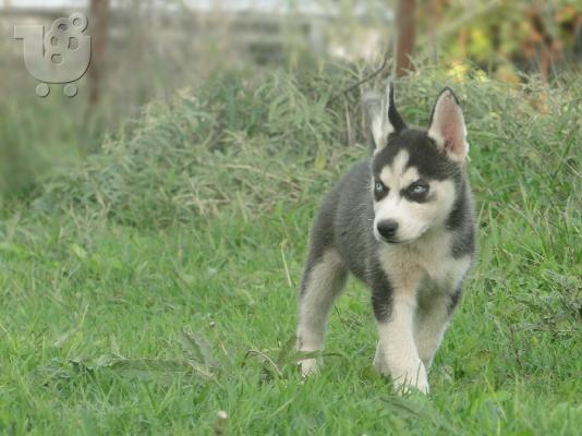 Πωλούνται καθαρόαιμα Χάσκι Σιβηρίας (Siberian Husky).
